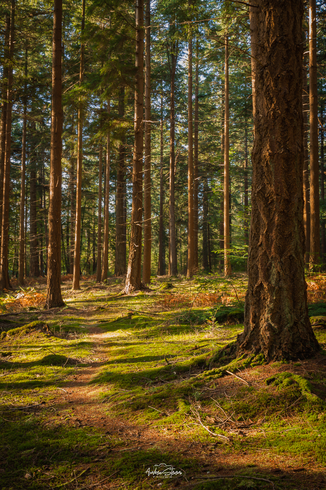 Golden Path, Bolderwood